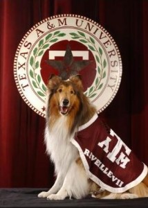 Photo of Reveille VII courtesy of A&M.