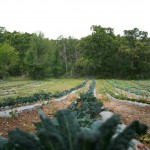 Photo of vegetable field courtesy of Chad Murphy with Millican Reserve