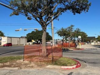 TxDOT contractor installed orange fencing around trees at Texas and Carson in Bryan, October 30, 2025.